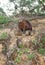 Capybara mother with group of pups sitting on a river bank