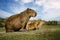 Capybara mother with her small calf in the IberÃ¡ Wetlands