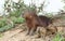 Capybara mother with thee pups