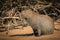 Capybara in nature