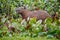 Capybara in the nature habitat of northern pantanal