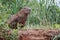 Capybara in the nature habitat of northern pantanal