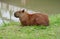 Capybara near lake