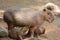 Capybara patiently suckles his baby