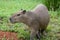 Capybara portrait