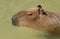 Capybara portrait