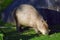 Capybara portrait on green grass background.