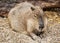 Capybara portrait - Hydrochoerus hydrochaeris