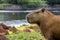 Capybara relaxing