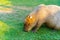 Capybara is relaxing in the grass