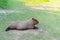 Capybara is relaxing in the grass