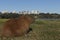 Capybara resting.