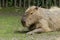 Capybara resting