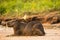 Capybara Resting on Beach