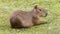 Capybara resting on a green lawn