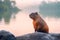 Capybara at the riverside during sunrise Generative AI