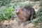 Capybara on a sandy river bank