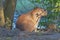 Capybara on a Secluded River Bank