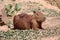 Capybara, see it in KHON KAEN zoo.