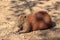 Capybara, see it in KHON KAEN zoo.