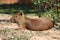 Capybara, see it in KHON KAEN zoo.