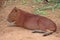 Capybara,  see it in KHON KAEN zoo.