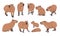 Capybara set. Adult capybaras and baby Hydrochoerus hydrochaeris in different poses