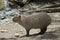 Capybara side view