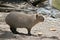 Capybara side view