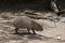 Capybara side view