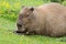 Capybara sitting