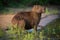 Capybara sitting in grass on river bank