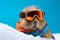 Capybara in snowglasses ski goggles