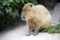 Capybara spillage mammal rodent wool South America tropics large head herbivore