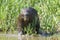 Capybara standing on riverbank in water