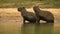 capybara sunbathe on the rivers edge