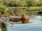 A Capybara swimming in a lake in the Ibera wetlands in northern Argentina