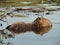 A Capybara swimming in a lake in the Ibera wetlands in northern Argentina