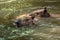 Capybara swims with another through the water