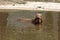 Capybara swims in the lake and looks at the camera