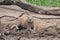 Capybara in Tambopata National Reserve