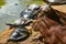 Capybara and Turtles relaxing together on a riverbank in the Amazon