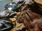 Capybara and Turtles relaxing together on a riverbank in the Amazon