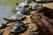 Capybara and Turtles relaxing together on a riverbank in the Amazon