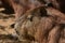 Capybara and Turtles relaxing together on a riverbank in the Amazon