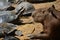 Capybara and Turtles relaxing together on a riverbank in the Amazon