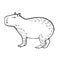 Capybara. Vector linear illustration of a capybara. Doodle style animal drawing