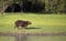 Capybara walking on grass by a river bank