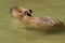 Capybara in water