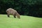 Capybara or water hog grazing on green grass